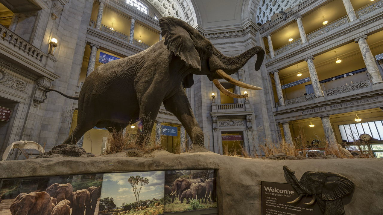 Elephant inside The Smithsonian Museum of Natural History Washington D.C.